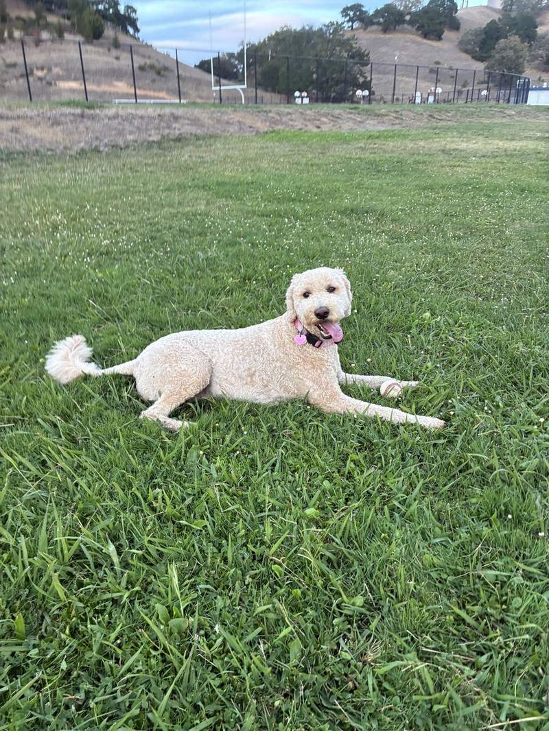 Callie the goldendoodle lying in the grass at the park with a baseball