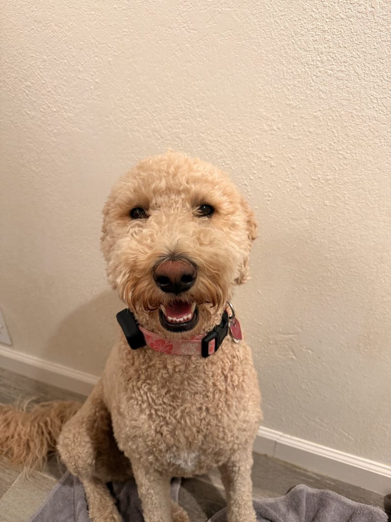 Portrait of Callie sitting and smiling in a pink collar