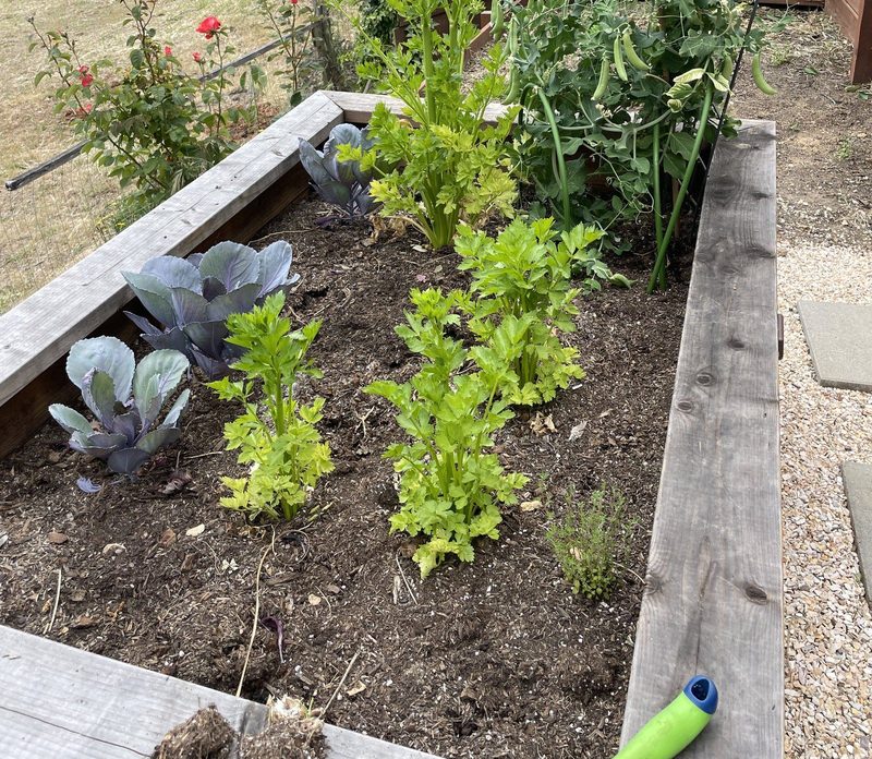 Red cabbage, celery and snap peas in a raised bed, with a rose bush behind.