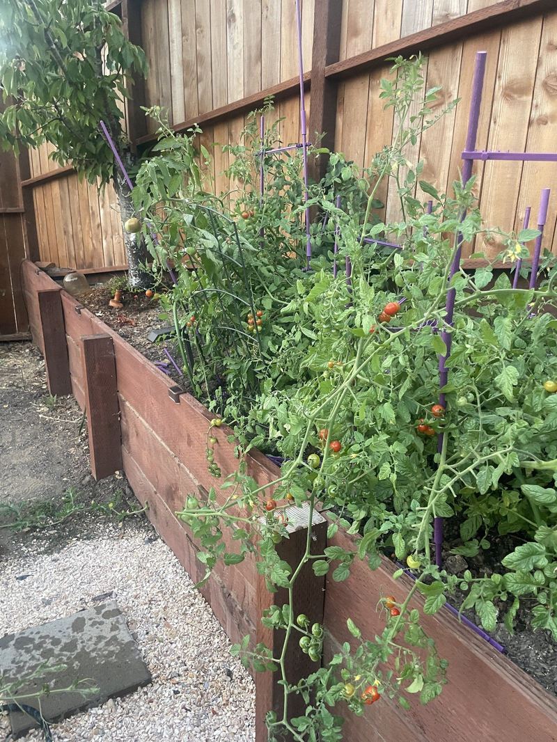 Cherry tomatoes ripening on the vine in a long raised bed.